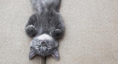 малко коте спи