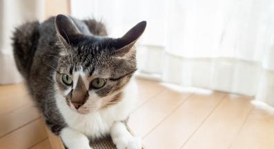 котешки нокти