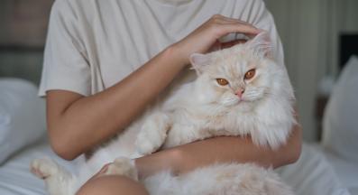 котка у дома