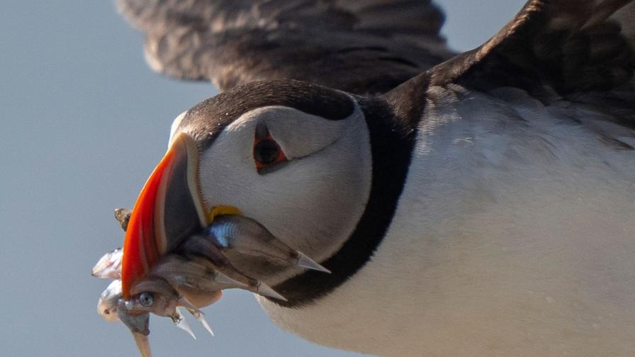 "Морски клоуни": Уникални птици устояха на климатичните промени