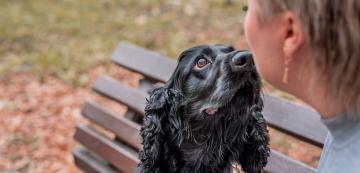 7 начина как кучето говори с вас чрез езика на тялото