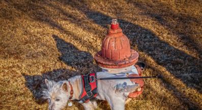 куче уринира