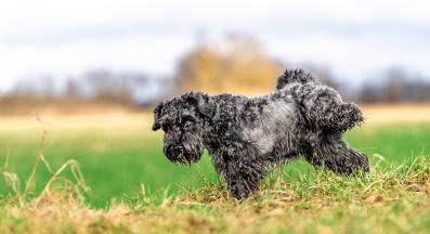 куче уринира