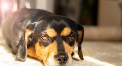 куче слънце