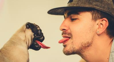 куче стопанин