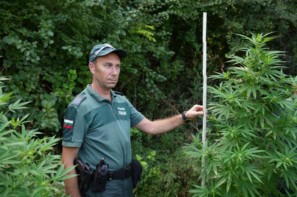 Пет ниви с канабис с обща площ около 100 декара