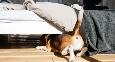 куче под леглото