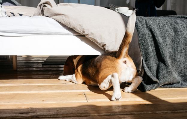 куче под леглото