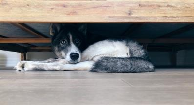 куче под леглото