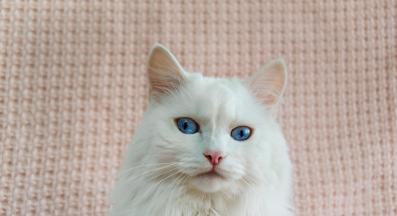 Турска ангорска котка