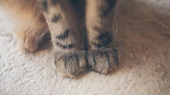 3 причини, поради които котките драскат пода