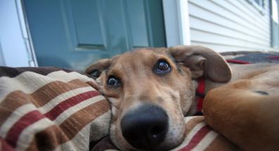 куче извинение