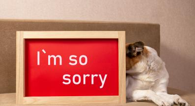 куче извинение