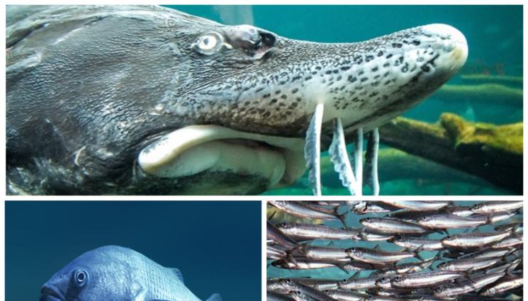 риба - Дни за морски риболов, разчитаме на 60 вида в Черно море