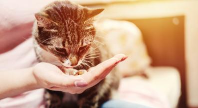 котка се храни