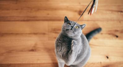 котка играе