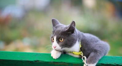 котка на каишка навън