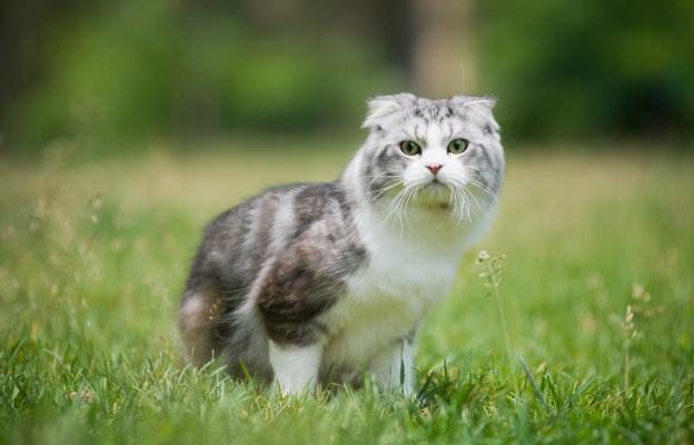 Шотландска клепоуха котка