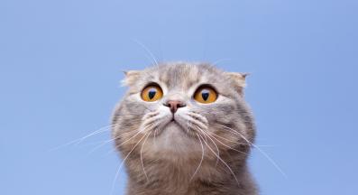 Шотландска клепоуха котка