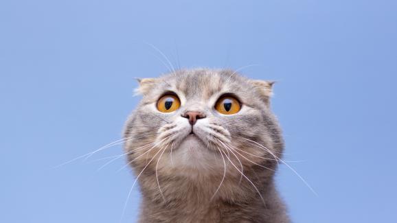 Каква е генетичната мутация на породата Шотландка клепоуха котка