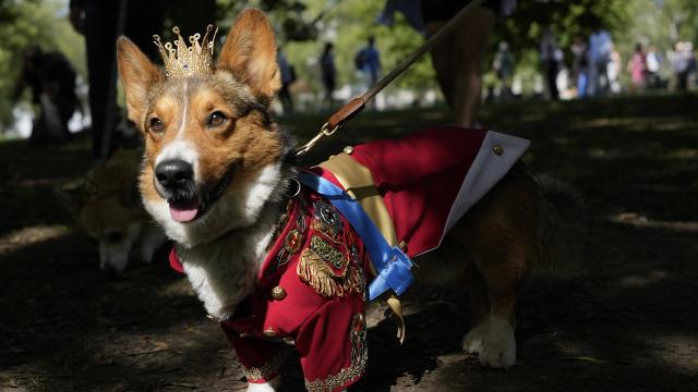 Коргита участваха в парад пред Бъкингамския дворец в памет на кралица Елизабет Втора (ВИДЕО)