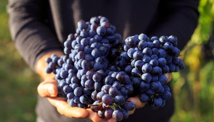 грозде - Агро Телеграф: Идва време за бране на мавруда
