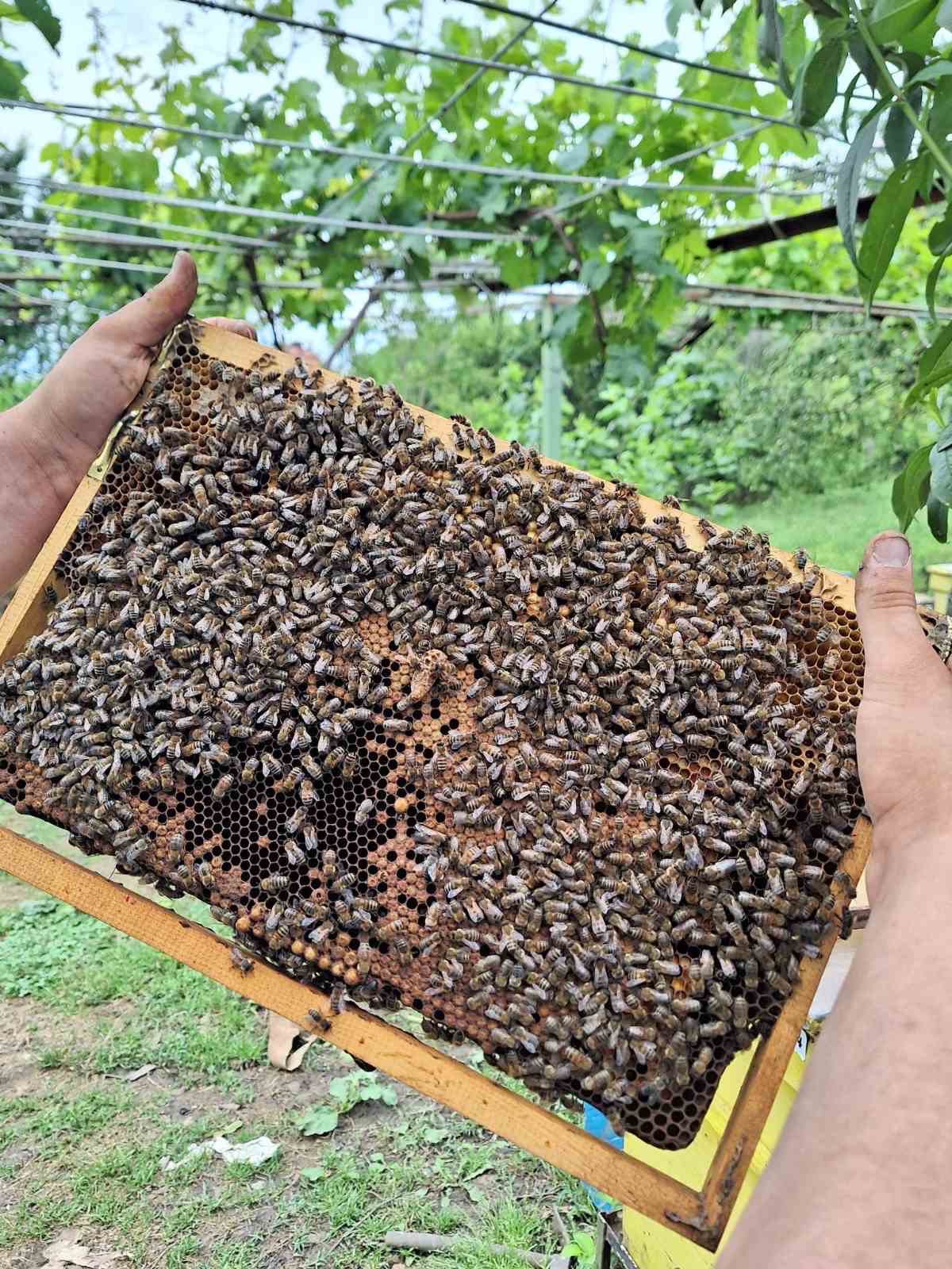 мистър монтана