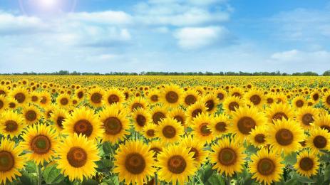 слънчоглед