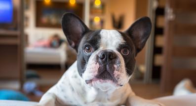 куче разходка