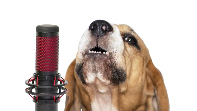 Три кучета „пяха“ в симфония на Леополд Моцарт в Дания