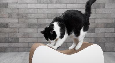 котешка драскалка