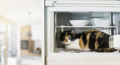 хранене на котка