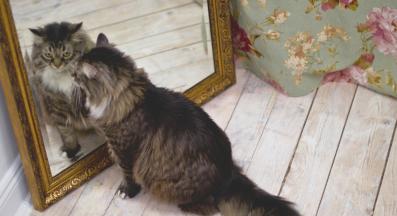 котка в огледало