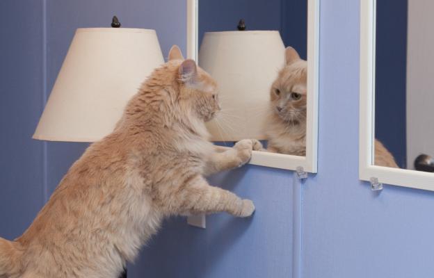 котка в огледало