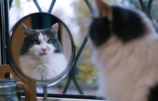 котка в огледало