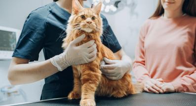 котка на преглед при ветеринар