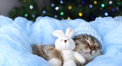 котка през нощта