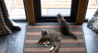 котка в къща