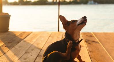 куче алергия