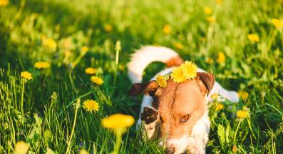 куче алергия