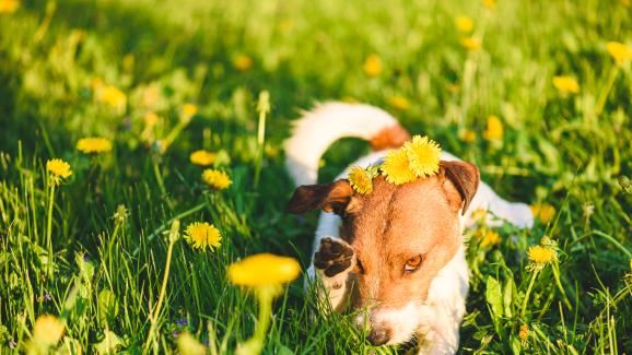 Най-честите есенни алергии при кучетата