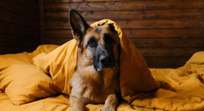 Немска овчарка