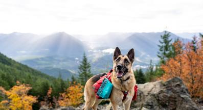 Немска овчарка