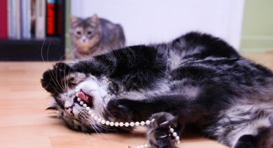 котка играе с предмети