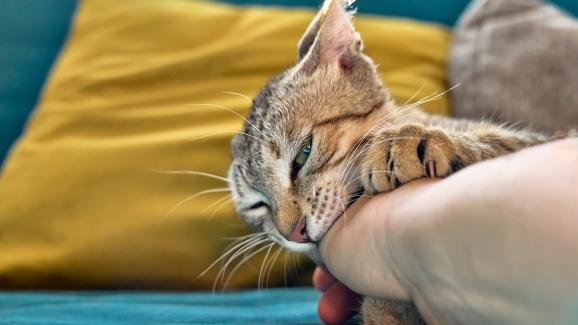 Защо котката ми прегръща ръката ми и ме хапе?