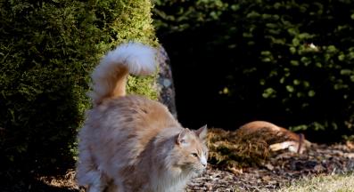 котка уринира