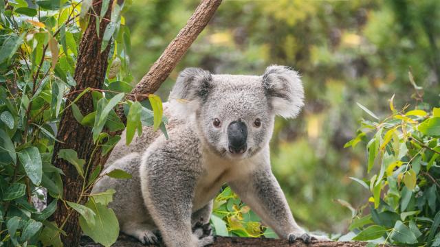 Учени откриха най-древния известен сродник на коалата 