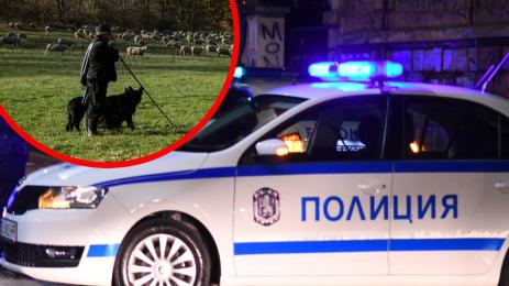 овчар арест