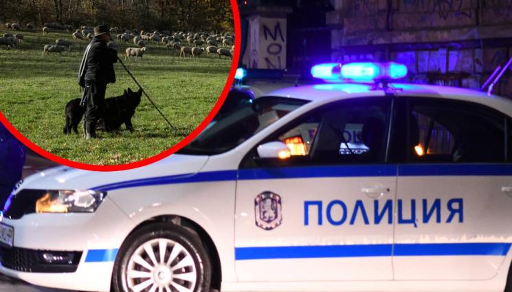 овчар арест - СПИПАХА ЛЪЖЛИВОТО ОВЧАРЧЕ в Карловско!