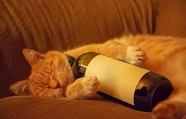котка и стопанка с чаша вино